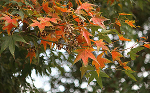 台北賞楓正當時！陽明山銀杏、楓葉上演植物變裝秀