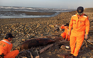 11月第三起！外埔漁港沙灘再見保育鯨豚擱淺死亡