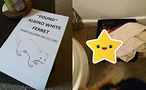 聰明雪貂夜闖民宅偷吃狗飼料　還在暖床睡翻爽當VIP！