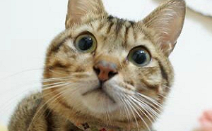 愛滋貓不可怕！認養愛滋貓的準備、飼養眉角為你解答