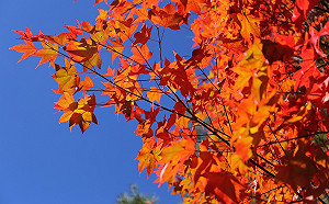 紅葉雲海一次看！大雪山森林遊樂區公布賞楓3熱區
