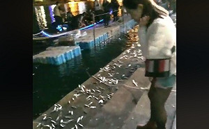 愛河魚群跳上岸？韓粉讚為一睹韓國瑜龍顏 高市府稱未見魚屍