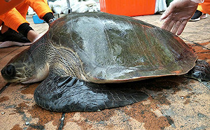 欖蠵龜太貪吃被誤捕！海巡人員暫置救援桶等待返家