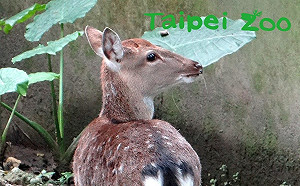 長知識！動物尾巴不只能賣萌  原來還有「這些」功能