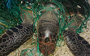 又有綠蠵龜遭漁網纏繞！澎湖海巡協助脫困返大海