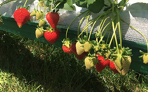 赴澳打工慘遇色狼僱主！8台女被逼「提供性服務」才繳得起房租