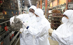 中南部紛傳禽流感 新北動保處持續強力防疫