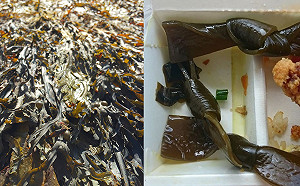 為何海帶要打成蝴蝶結？專家曝「關鍵作用」：超方便