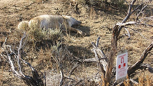 設氰化物炸彈保護家畜 美使用規定變嚴格