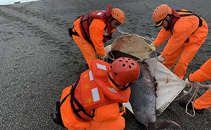 侏儒抹香鯨屏東擱淺亡  獸醫帶回查死因
