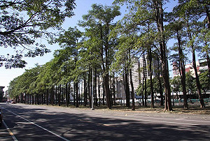 走在路上聞到工廠廢氣？「兇手」可能是開花行道樹