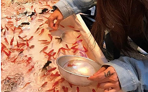 擅長撈金魚也能上大學 日女高中生創首例