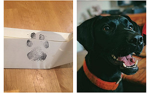 寫信問鄰居「可以跟你的狗玩嗎？」　結果狗狗本汪回信了