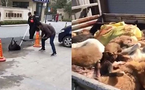 沒有人權更無狗權! 北京「限狗令」寵物醫院爆「安樂死潮」