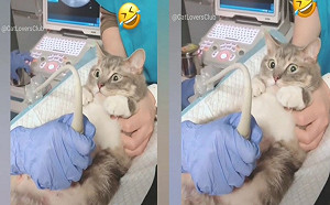 新手貓媽媽產檢超音波初體驗　緊盯醫生：寶寶健康嗎？