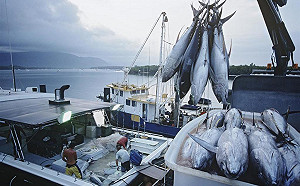 跨越200海浬送上你餐桌！遠洋漁業的海上低溫物流如何確保新鮮？