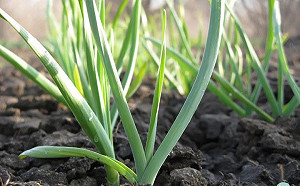 青蔥、青蒜傻傻分不清楚？教你兩撇步搞定它