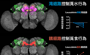 是誰操控你飢渴的慾望？中研院破解腦內迴路之謎