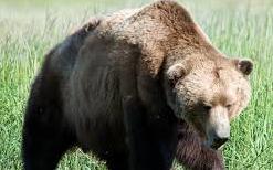 日本北海道熊出沒 2018捕殺827頭創新高