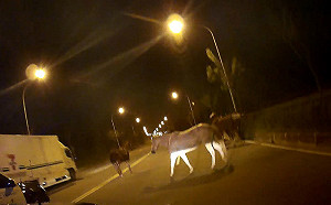 7匹馬深夜逛省道　台南警到場協助維安
