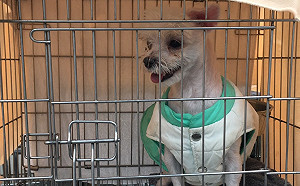 毛孩「穿衣」好過冬？動保處：小心穿出皮膚病！