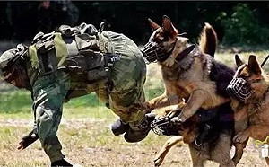 嗅彈犬因疏於照顧頻傳死亡 美暫停派往約旦埃及