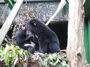 台東2小熊合籠照養成功！互相分食溫馨過耶誕