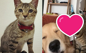 (影)跟我玩！虎斑貓為吵醒黃金獵犬　竟出大絕招網笑：太逼人了！