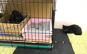 黑貓複製之術！貓奴領養小黑貓　幾天後衣櫃裡竟冒出另一隻？