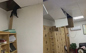 (影)外來貓咪誤入家中　竟整間跑酷一遍天花板通通被拆光！