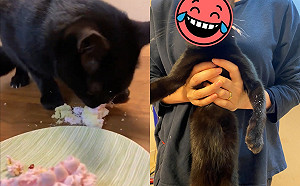 (影)不只聖誕樹！聖誕蛋糕遭黑貓搶食　吃相誇張網全笑噴：到底嗑了什麼