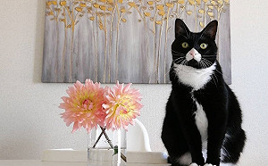 (影)賓士貓自備白桃鼻加山竹手　長相超喜感網笑：根本是天菜！