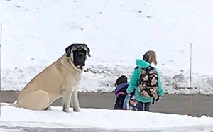 (影)暖男大狗每早乖乖陪小主人等校車　耐心確認上車才依依不捨離開！