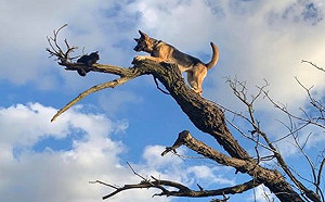 牧羊犬追貓竟爬上樹頂腳軟下不來　笨汪：阿母救我！