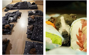 狗狗托兒所！整排睡午覺畫面超萌　眾人：怎麼辦到的？