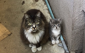 (影)不親人浪貓突然帶子投靠　愛爸：肯結紮就幫！結局超展開