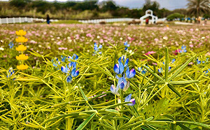 遊花海探七星潭新秘境！花蓮元旦這樣玩最精彩
