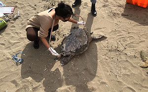 驚！苗栗海灘發現2隻死亡綠蠵龜 初判擱淺脫水亡