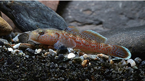 台灣學者發現世界新物種！「陽明山吻鰕虎」海科館展出