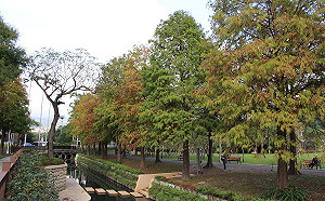 梅花落羽松一次看！台北士林官邸公園悄悄換上冬裝