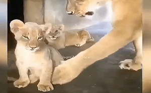 (影)小獅子不聽話　母獅一掌打臉：臭小孩給我乖乖趴下！