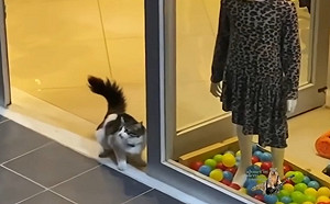 (影)土耳其服飾店放童趣擺設 沒想到竟引來貓咪偷球玩!