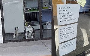 獸醫院胖貓愛裝可憐討食 醫師貼單昭告天下:別被牠騙了!