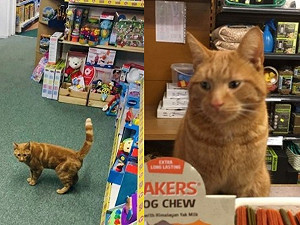 橘貓每天準時出門上班　征服整條商店街成為當地明星！