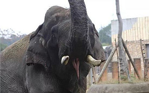 (影)湖南動物園大象踩死訓練員 PETA:牠們屬於野外