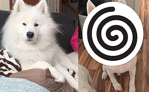 狗狗去美容院修毛 主人接無愛犬卻見一小白燦笑:你哪位