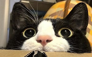 日本呆萌黑白貓體型超巨大　網友驚：比橘貓還猛！