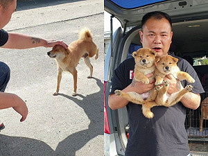 寒流來襲!瘦弱浪犬媽媽堅強養出胖胖柴姊妹 自己卻不幸斷腿
