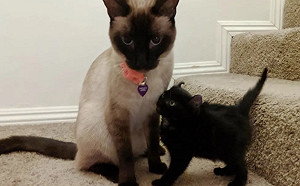 (影)多趾小黑貓對貓姊姊撞頭示好　整天尾隨：收我當小妹啦！