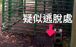 小心熊出沒!利稻小熊健檢脫逃 台東林管處誘捕